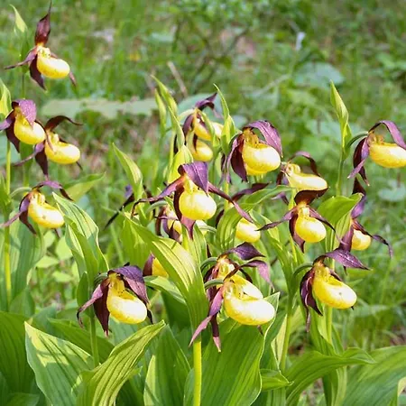 Haus Eicher Appartement