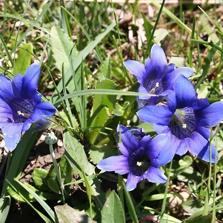 Haus Eicher 아파트 *